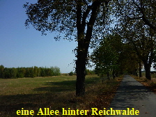 eine ruhige Allee