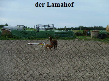 der Lamahof