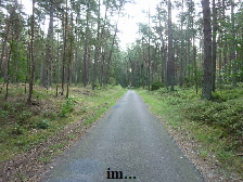 im Wald bei Usedom