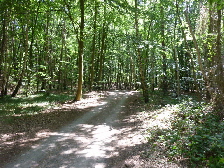 Wald zwischen Karlshagen und Zinnowitz