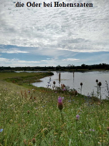 an der Oder bei Hohensaaten