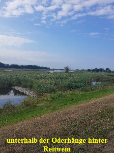 Oderauen bei Reitwein