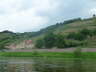 Weinberg Anfang Meien